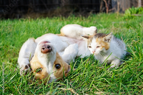 Puppy and kitten lying together on the grass. Sunny day