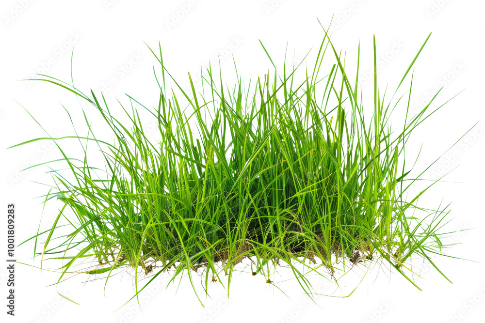 Transparent Green Grass Bush - Realistic Nature Texture, Grass Illustration, Lush Foliage, Natural Background Transparent Green Grass Bush - Realistic Nature Texture, Grass Illustration, Lush Foliage, Natural Background