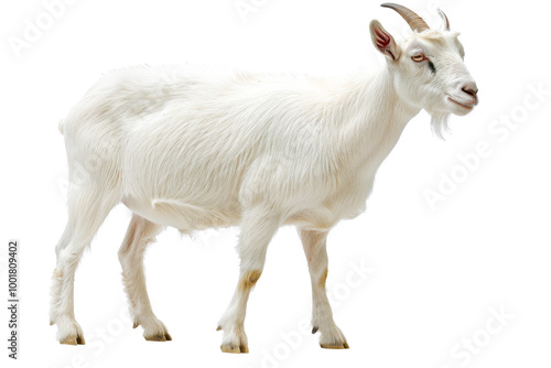 Transparent White Goat Isolated on Black Background - Animal Photography, Farm Animal, Domestic Goat