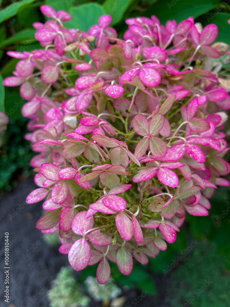 Rispen Hortensie, Hydrangea, in weiß rosa pink Tönen Rispen Hortensie, Hydrangea, in weiß rosa pink Tönen