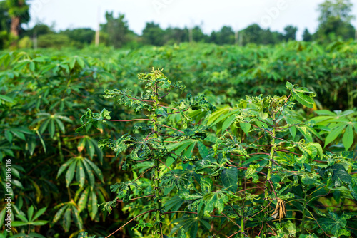 Cassava Mosaic Disease in the fields of  farmer's in Thailand photo