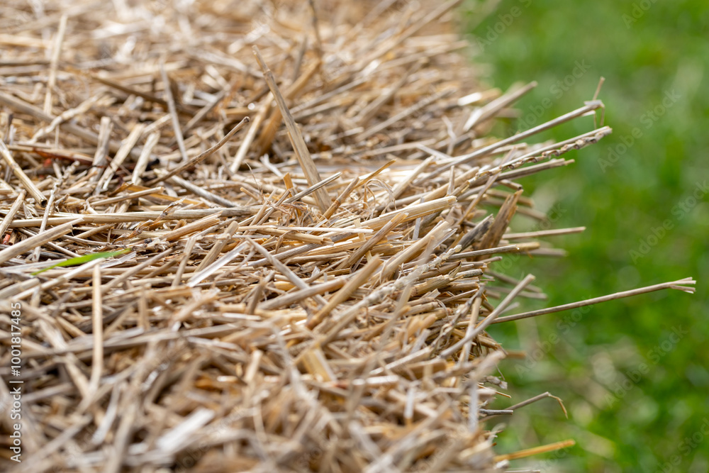 hay bale in the field hay bale in the field