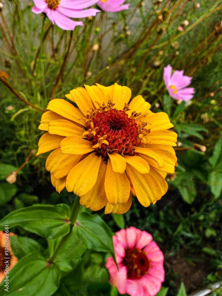 Bright yellow flower in a lush garden during late spring, surrounded by pink and purple blossoms Bright yellow flower in a lush garden during late spring, surrounded by pink and purple blossoms