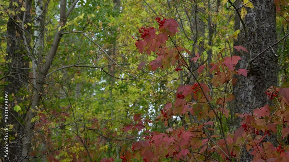 Autumn Leaves, Plants, and Wild Fruits in a Canadian Forest Autumn Leaves, Plants, and Wild Fruits in a Canadian Forest