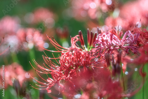 満開の曼殊沙華
 photo