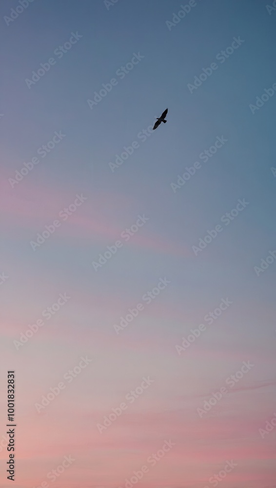 Bird flying at sunset with sky transitioning from pink to blue Bird flying at sunset with sky transitioning from pink to blue