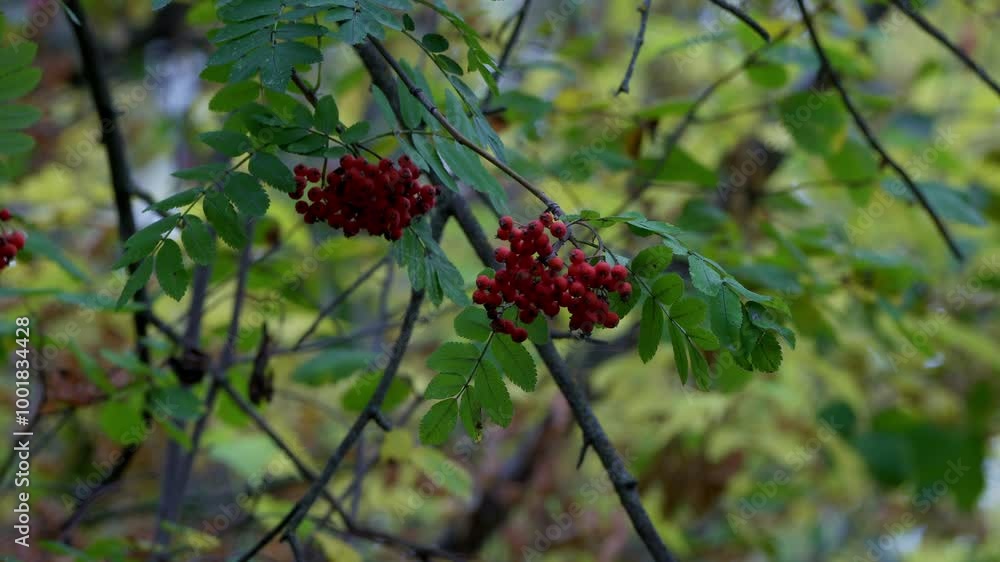 Autumn Leaves, Plants, and Wild Fruits in a Canadian Forest Autumn Leaves, Plants, and Wild Fruits in a Canadian Forest