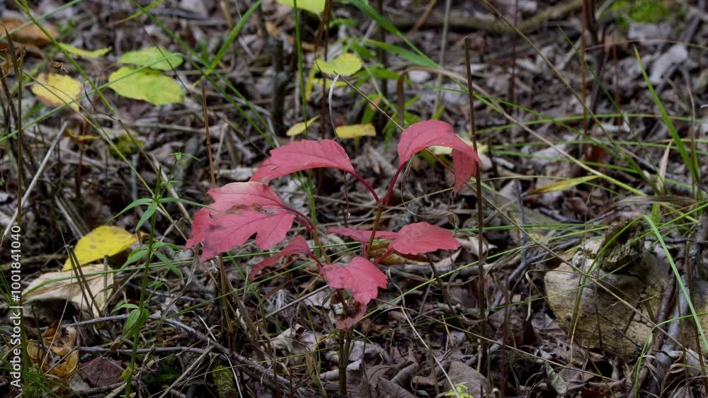 Autumn Leaves, Plants, and Wild Fruits in a Canadian Forest Autumn Leaves, Plants, and Wild Fruits in a Canadian Forest
