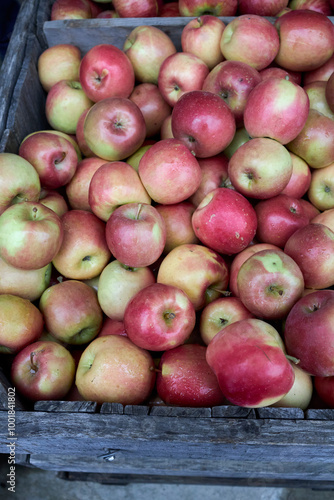 Autumn orchard cortlandt apples in a crate  photo