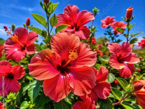Wallpaper Mural Vibrant Hibiscus Flowers in Full Bloom Against a Clear Blue Sky Showcasing Nature's Beauty Torontodigital.ca