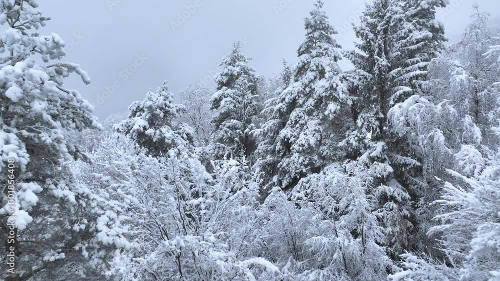 AERIAL: Flying over the snow-covered forest on a foggy December afternoon. Scenic drone view of the snow-capped forest sprawling across the hilly countryside. Fogs and clouds gather over snowy woods.
