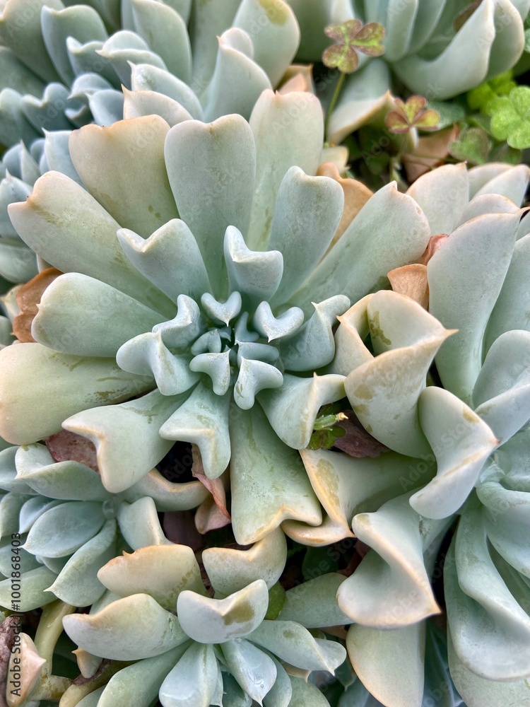 blue succulent plant with wavy leaves blue succulent plant with wavy leaves