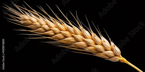 A single ear of wheat isolated against a black background, showcasing the intricate details of its golden-brown kernels and delicate awns