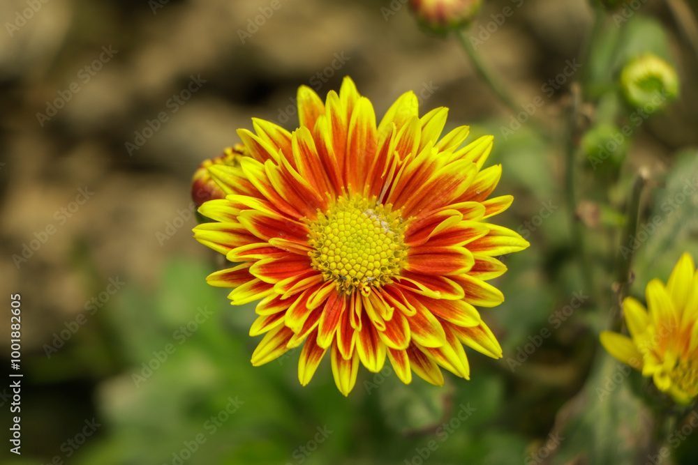 Flat lay of yellow orange chrysanthemum flower Flat lay of yellow orange chrysanthemum flower