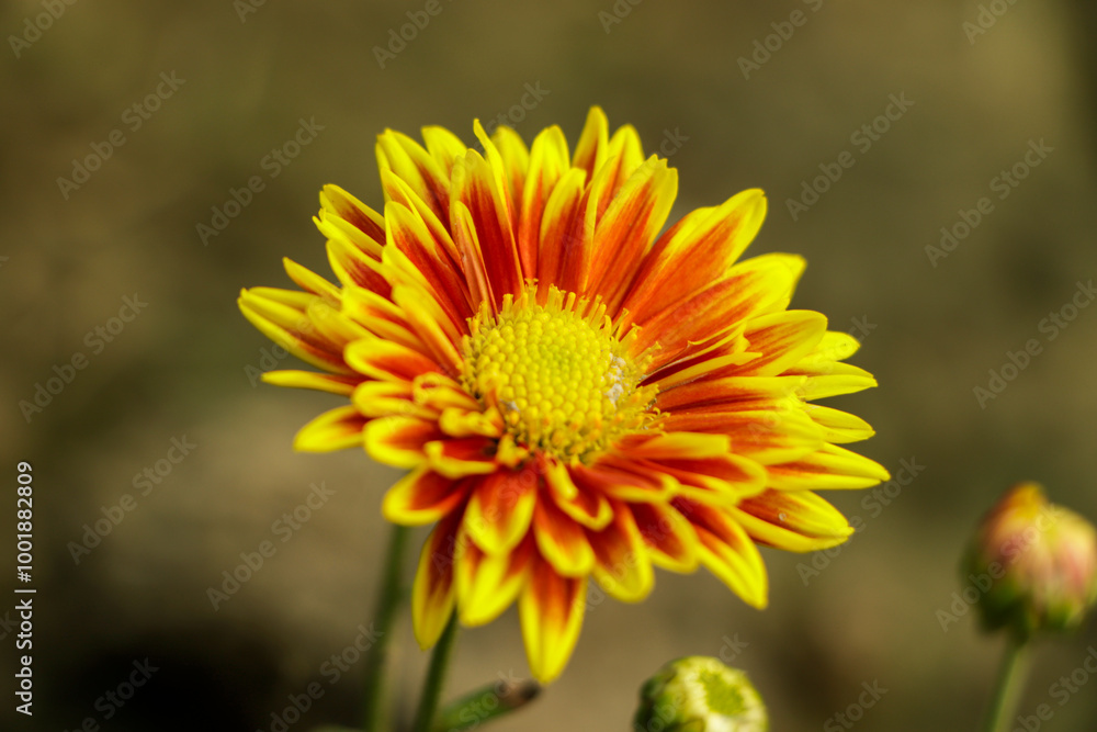 Yellow orange chrysanthemum flower in garden Yellow orange chrysanthemum flower in garden