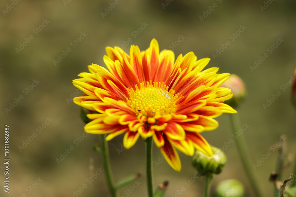 Yellow orange chrysanthemum flower in garden Yellow orange chrysanthemum flower in garden