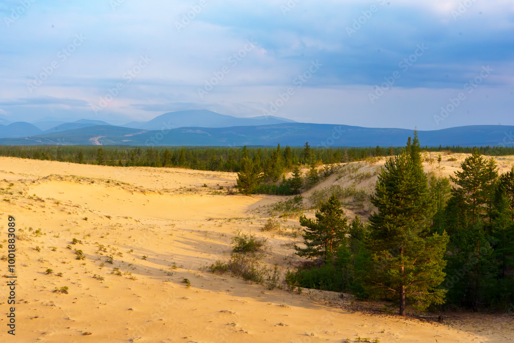 Desert dunes with pine trees and distant mountains under cloudy sky Desert dunes with pine trees and distant mountains under cloudy sky
