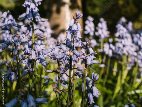 Spring flowers in the garden #1001886049