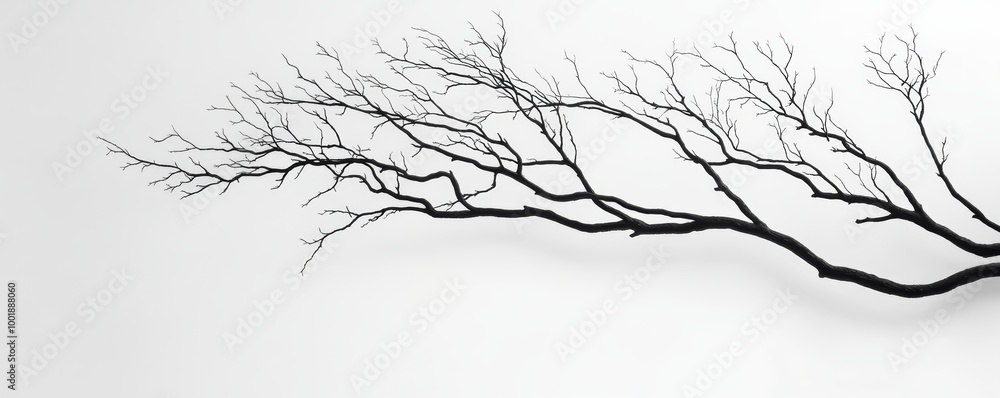 Fototapeta premium Branch with bare twigs on a white