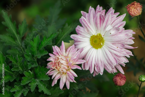 Pink chrysanthemum flower in garden with green leaf on background