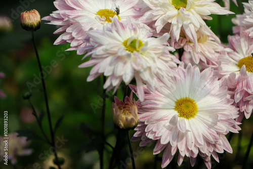 Close-up photo of a bouquet of pink chrysanthemums. Beautiful floral background for use in calendars, banners and postcards.