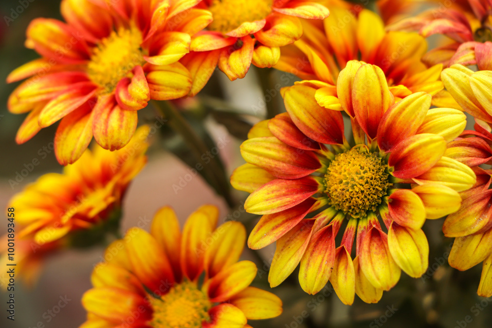Yellow orange chrysanthemum flower background Yellow orange chrysanthemum flower background