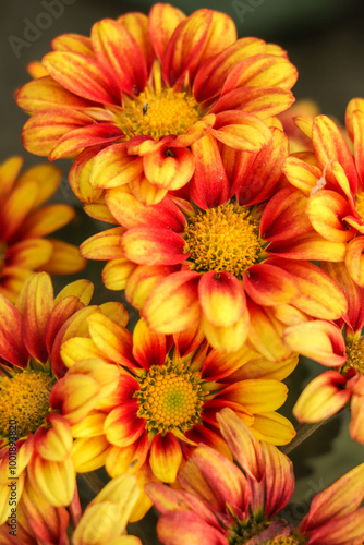 Colorful yellow and orange chrysanthemum flower bloom in the farm. photo