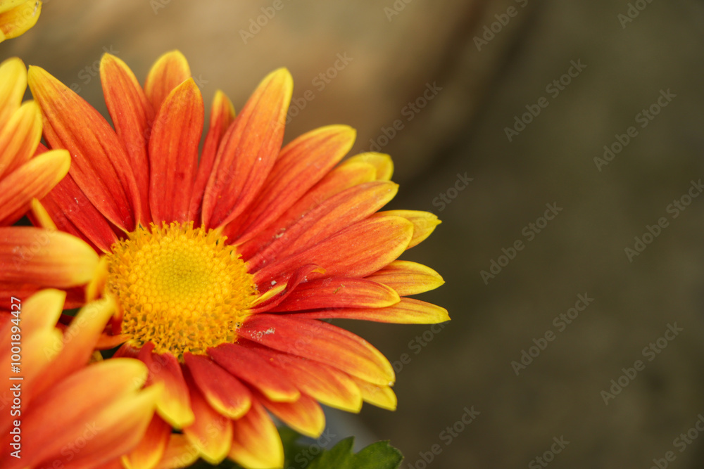 yellow orange chrysanthemum flower with copy space in garden yellow orange chrysanthemum flower with copy space in garden