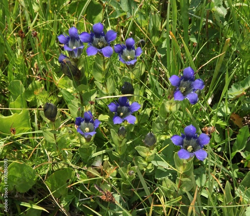 Explorer's Gentian (Gentiana calycosa) purple wildflowers in Elkhorn Mountains, Oregon photo