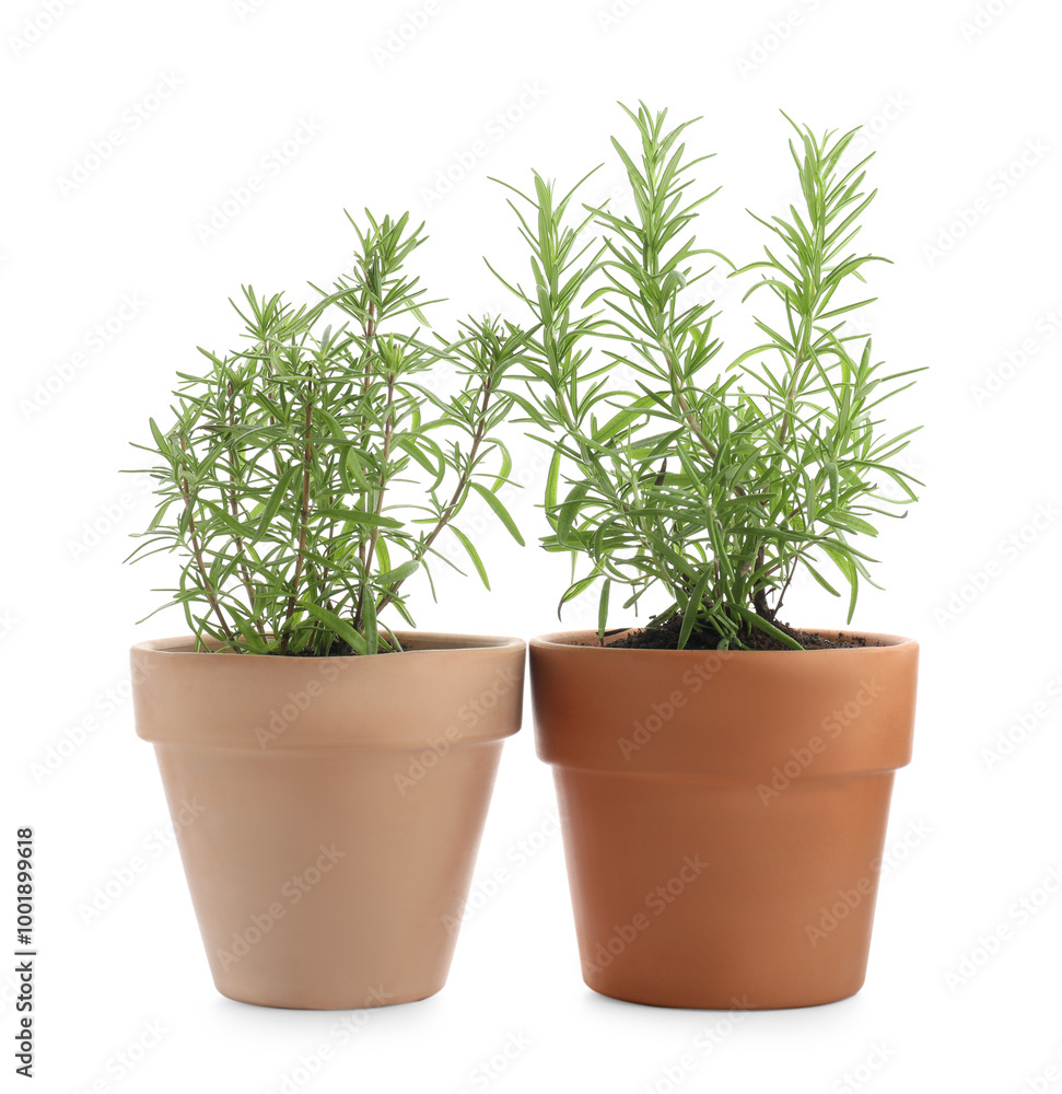 Aromatic rosemary plants in pots isolated on white Aromatic rosemary plants in pots isolated on white