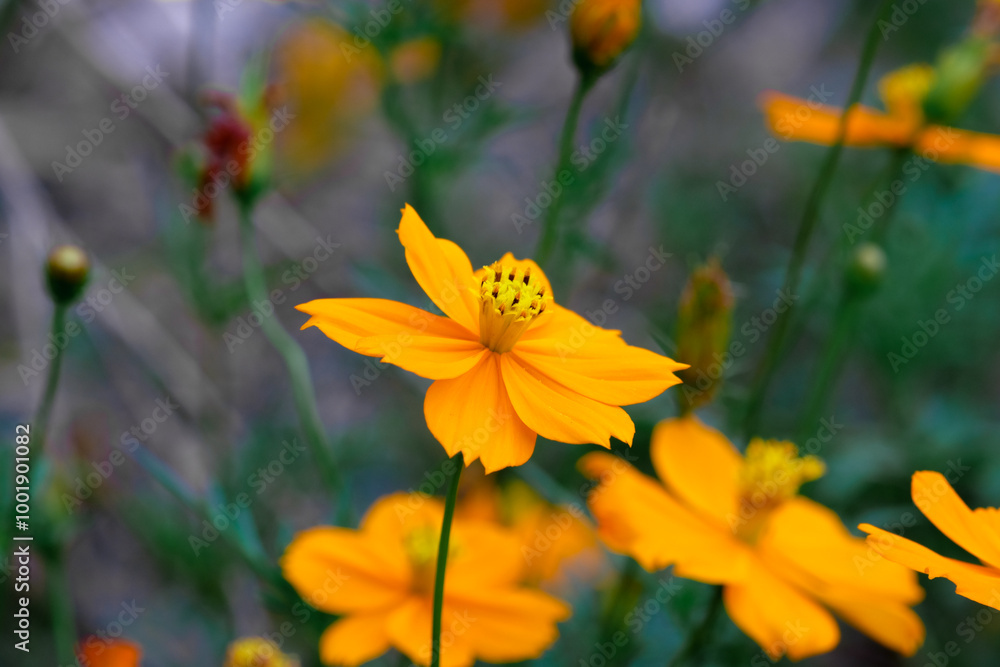 Cosmos bipinnatus or Cosmos bipinnatus (scientific name: Cosmos bipinnatus) is a species of flowering plant in the Asteraceae family Cosmos bipinnatus or Cosmos bipinnatus (scientific name: Cosmos bipinnatus) is a species of flowering plant in the Asteraceae family