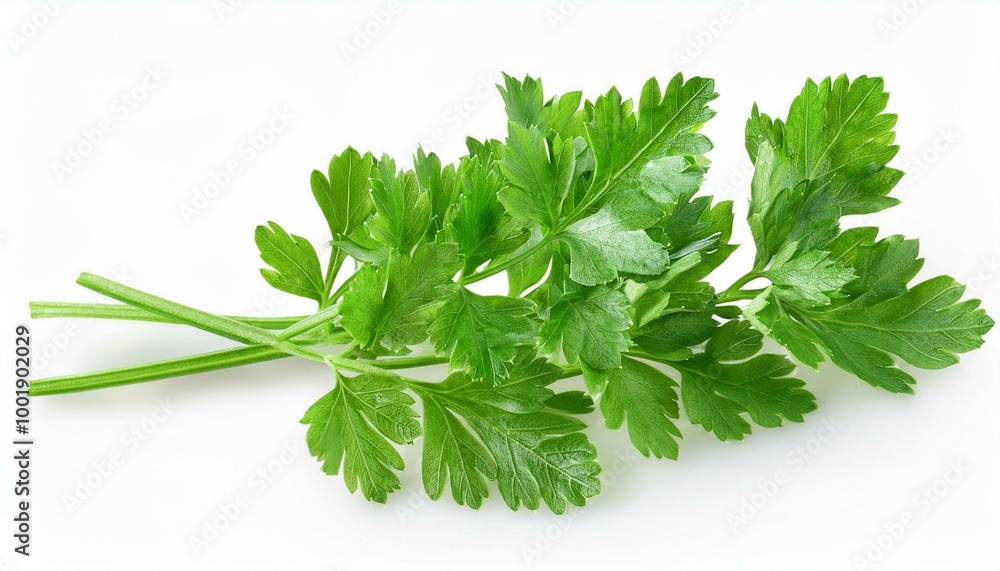 Parsley clipping path. Green leaves of parsley isolated on white background. Parsley clipping path. Green leaves of parsley isolated on white background.
