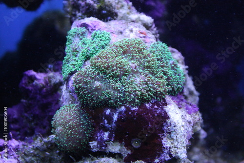 Green Florida Ricordea saltwater mushroom 