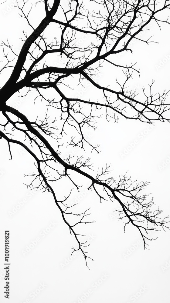 Fototapeta premium Silhouette of bare tree branches against white