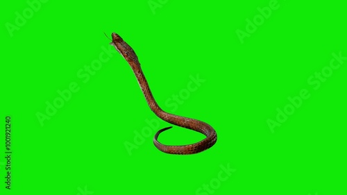 Cobra Snake - Indian Spectacled - Amber Brown Skin - Aggressive Standing and Jumping Attack Loop - Back Angle CU View - Green Screen - Realistic 4K UHD 3D animation on chroma key background photo