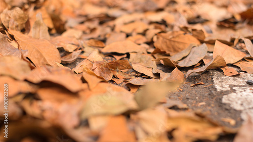 View of dry autumn leaves fallen on street.