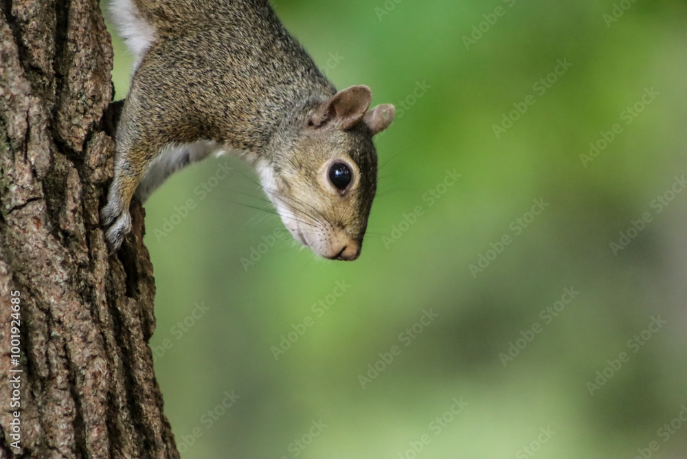 squirrel on a tree squirrel on a tree