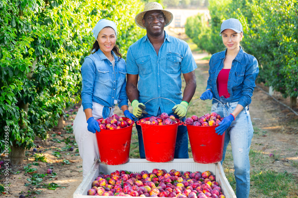 Obraz premium Portrait of smiling man and women farmers posing with new harvest of plums in big crate in sunny orchard