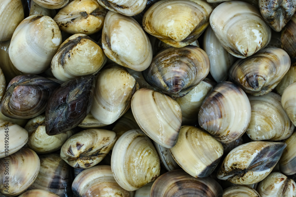 Fresh clams for seafood background Fresh clams for seafood background