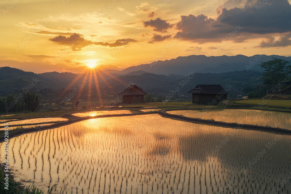 Fototapeta premium Paddy fields illuminated by the sun