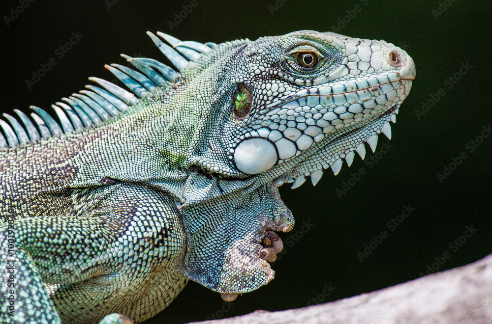 Obraz premium Iguana