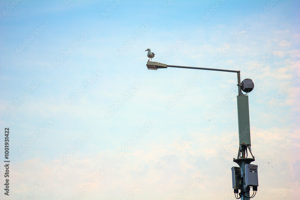 A seagull is sitting on a city light A seagull is sitting on a city light