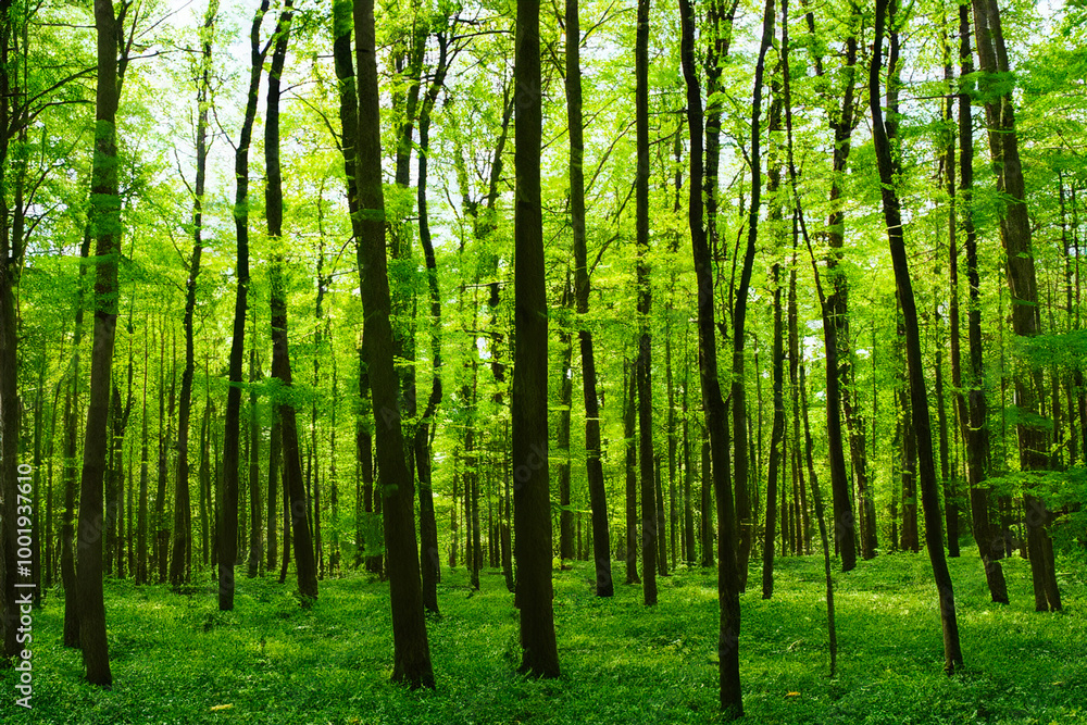 forest in the morning forest in the morning