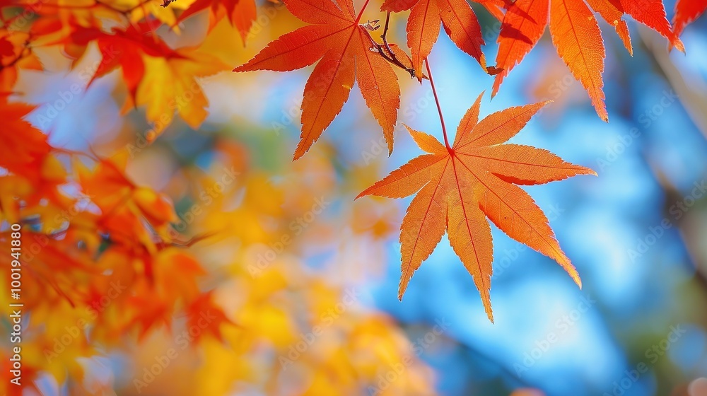 Gorgeous Autumn Red Maple Leaf Forest Background Picture: A Captivating Seasonal Display. Admire the Beauty and Tranquility. Gorgeous Autumn Red Maple Leaf Forest Background Picture: A Captivating Seasonal Display. Admire the Beauty and Tranquility.