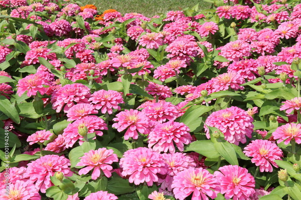 Pink flowers in the park Pink flowers in the park