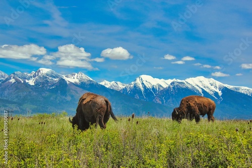 American Bison Grazing on the Bison Range with the Mission Mountains in the Background, Moiese Montana.