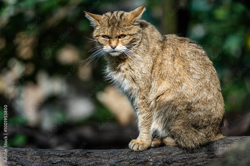 A wild cat sits quietly on a log in a lush green environment, showcasing its natural habitat during daylight hours A wild cat sits quietly on a log in a lush green environment, showcasing its natural habitat during daylight hours