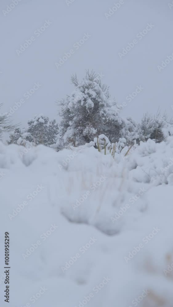 snow covered mesquite bush blows in the wind above cacti after a winter storm in the mojave desert snow covered mesquite bush blows in the wind above cacti after a winter storm in the mojave desert