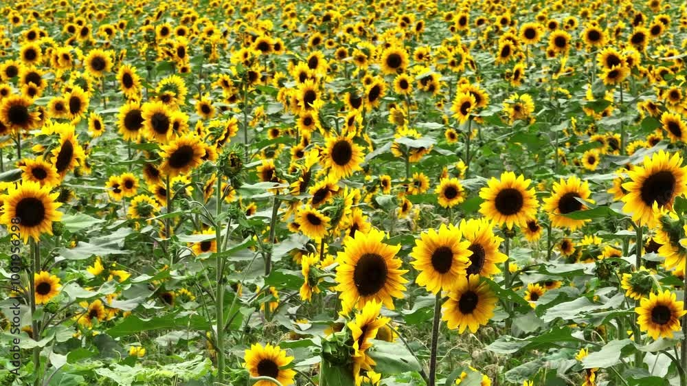 Healing Sunflower Flower Sea Romantic 4k Aerial Photography Healing Sunflower Flower Sea Romantic 4k Aerial Photography