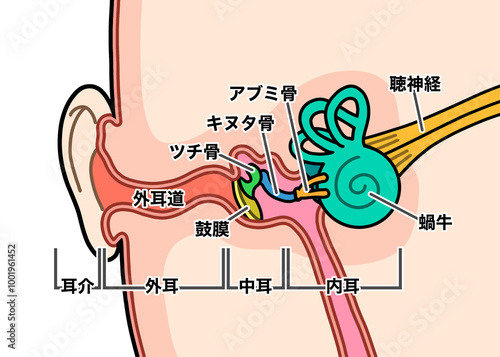 耳の中（文字ありバージョン） photo